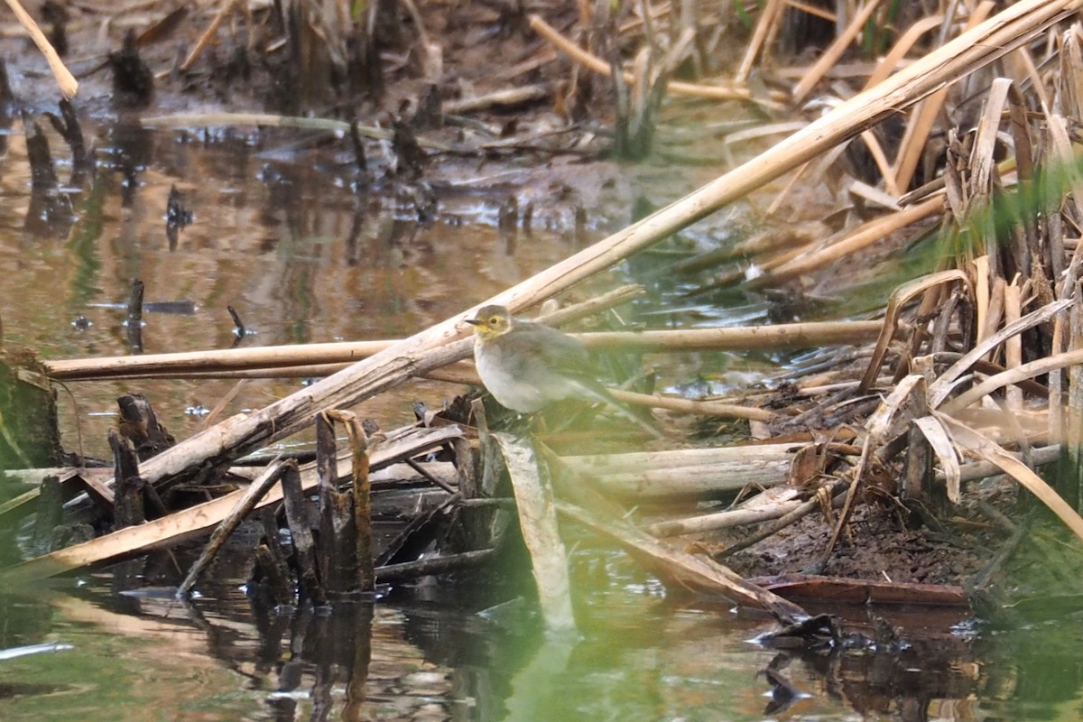 Citrine Wagtail - ML564342741