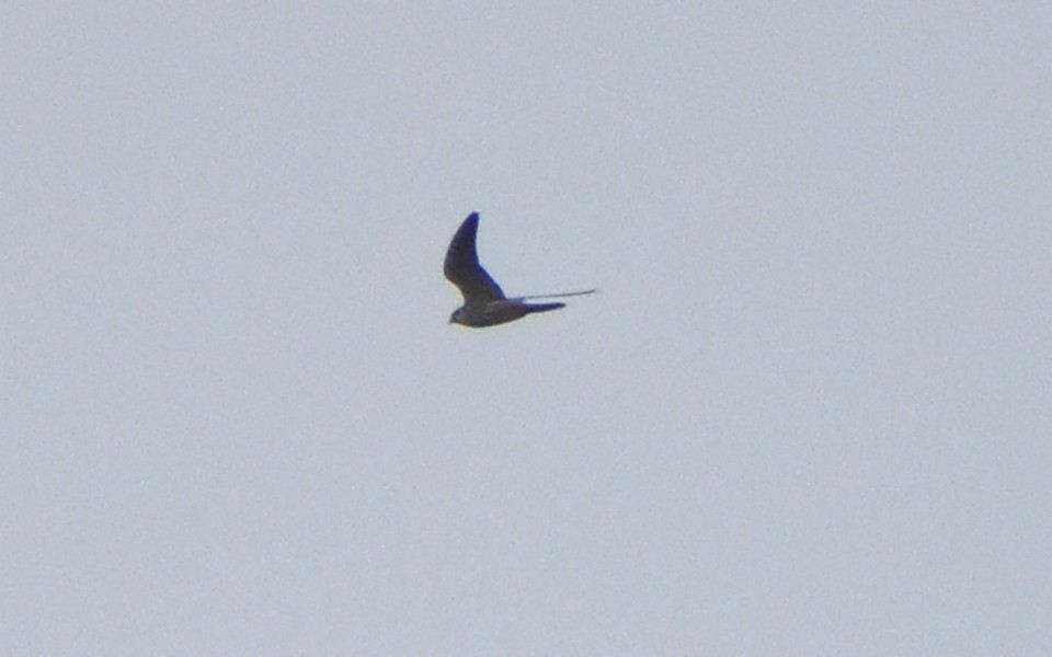 Eurasian Hobby - ML564342821