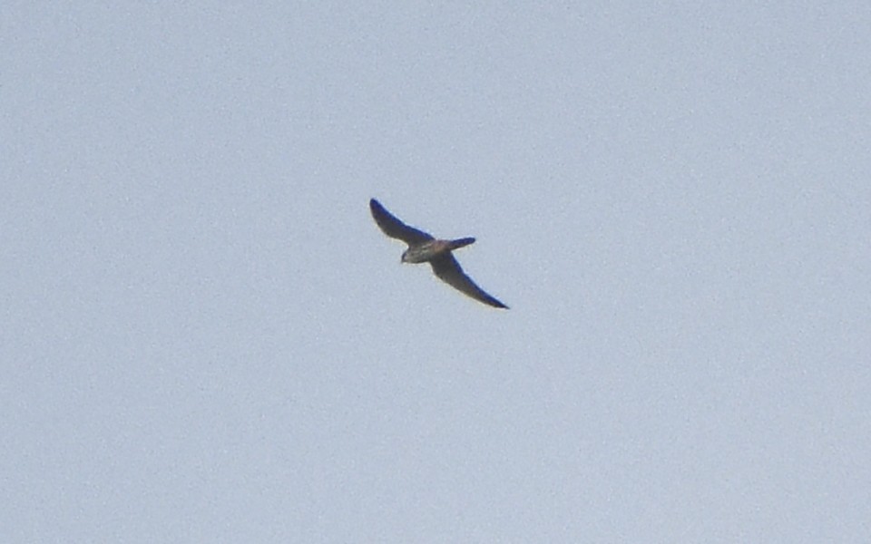 Eurasian Hobby - ML564342851