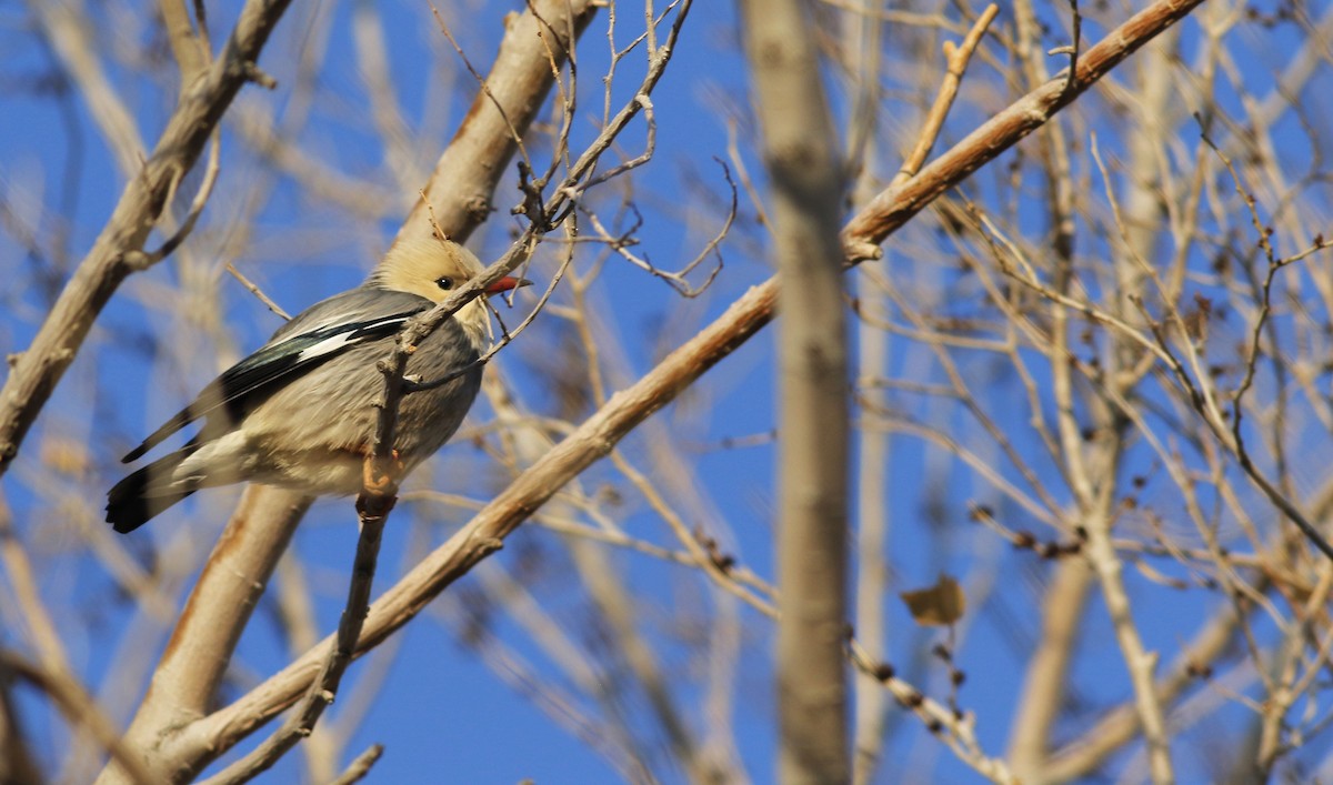 Red-billed Starling - ML564343351