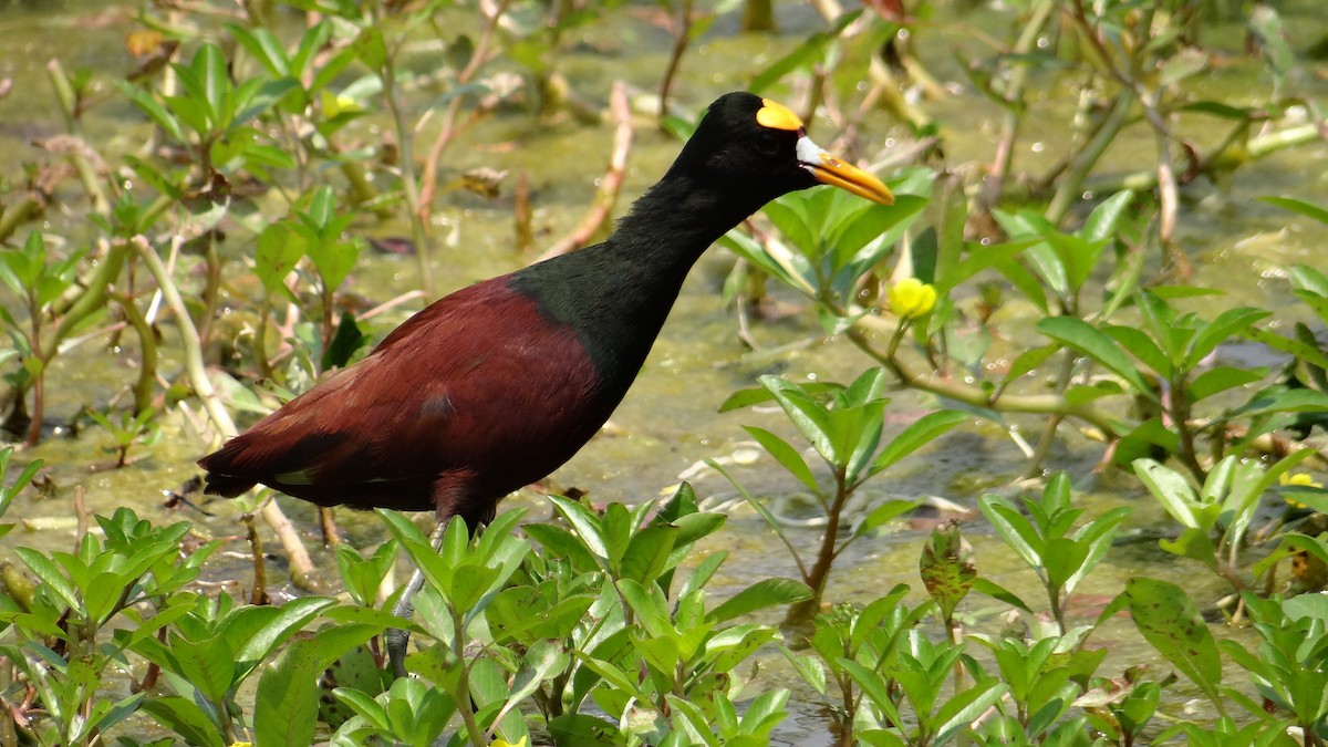 Northern Jacana - ML56434411