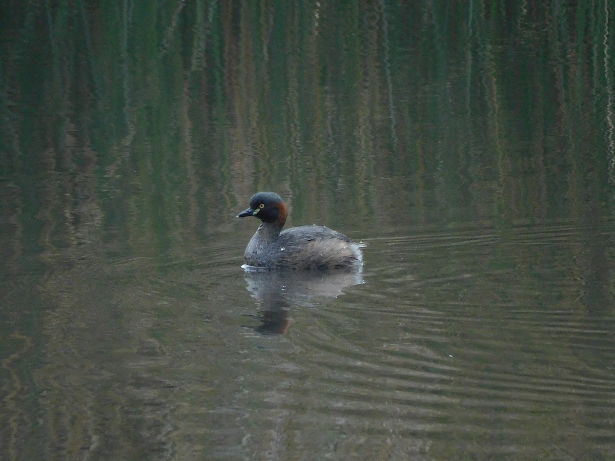 Australasian Grebe - George Vaughan