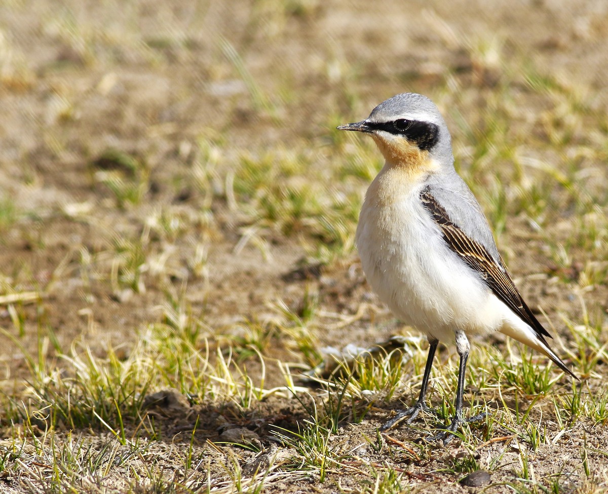 Northern Wheatear - ML564346911