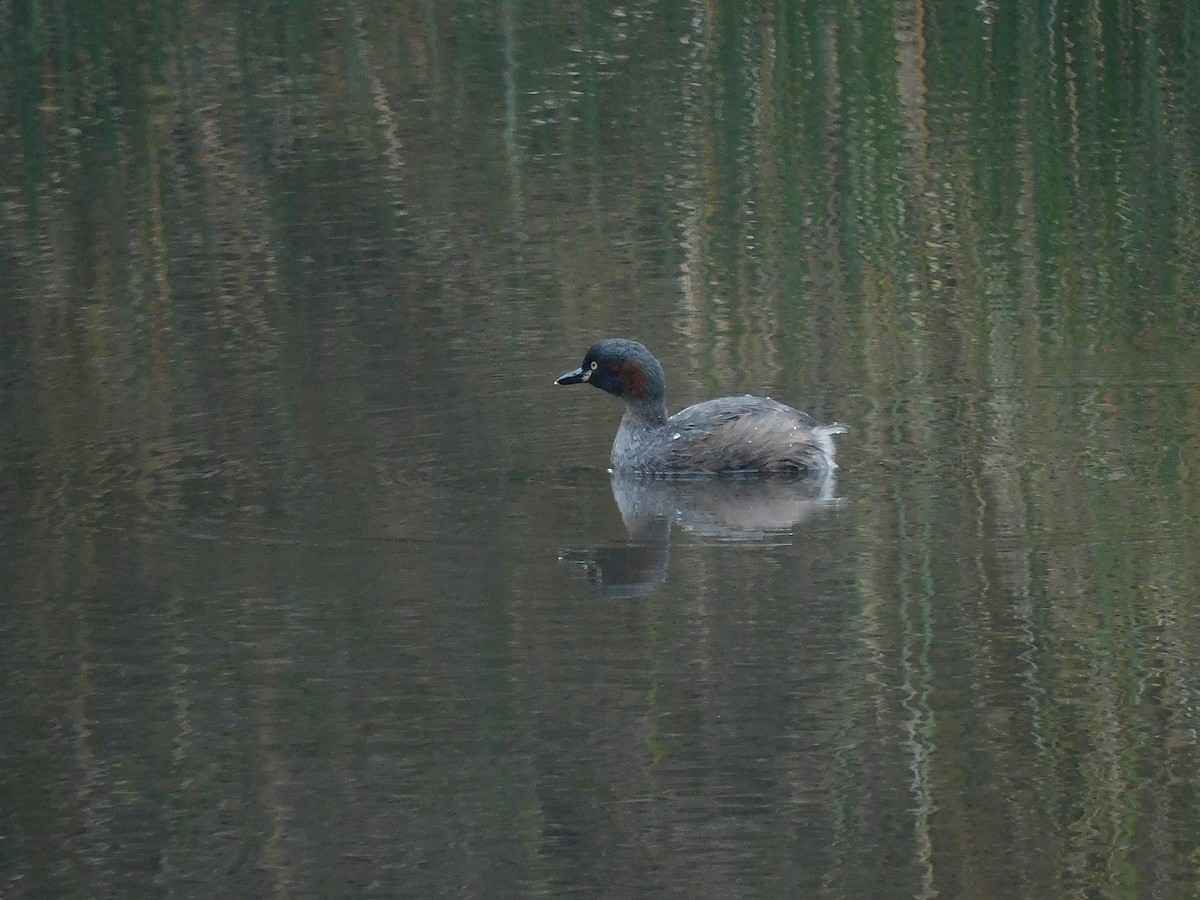 Australasian Grebe - George Vaughan