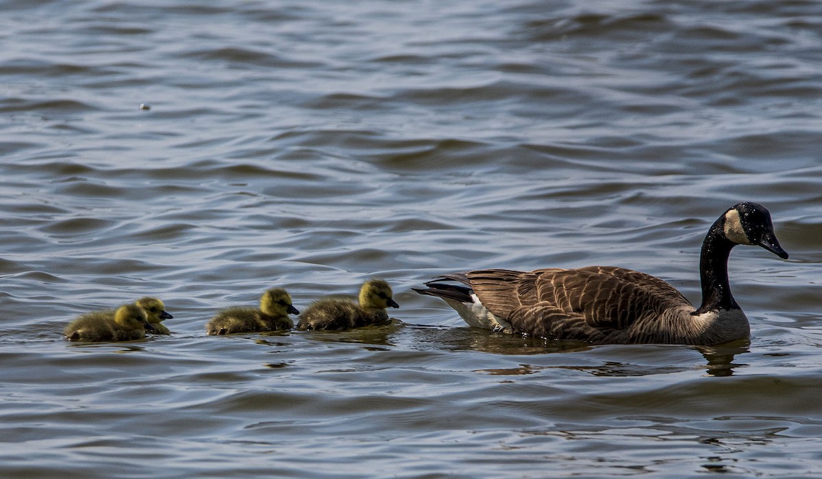 Canada Goose - ML564347751