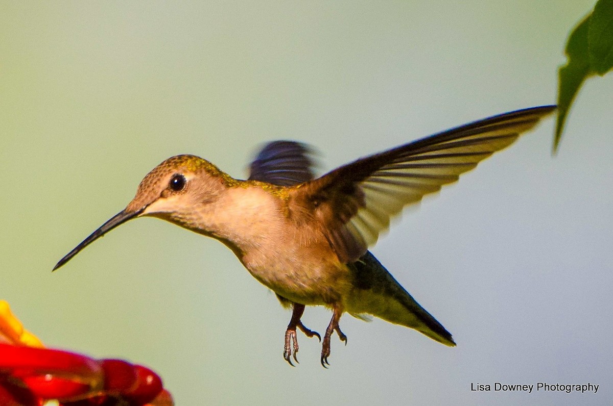 Ruby-throated Hummingbird - ML564349281