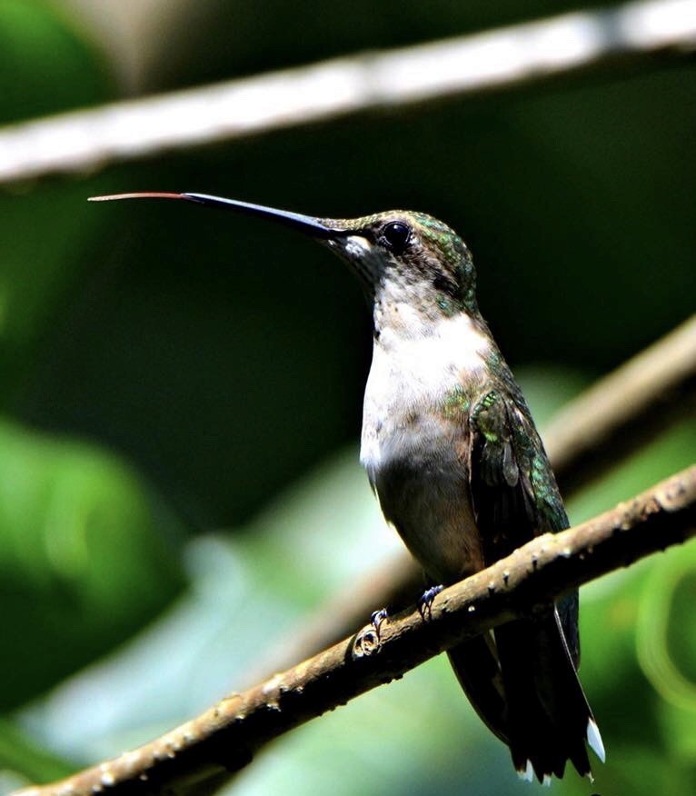 Ruby-throated Hummingbird - ML564349291