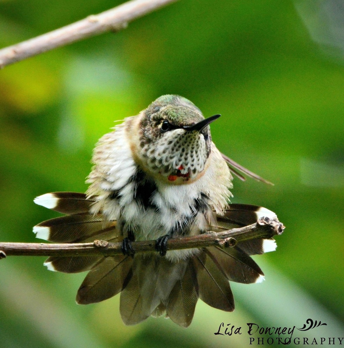 Ruby-throated Hummingbird - ML564349301