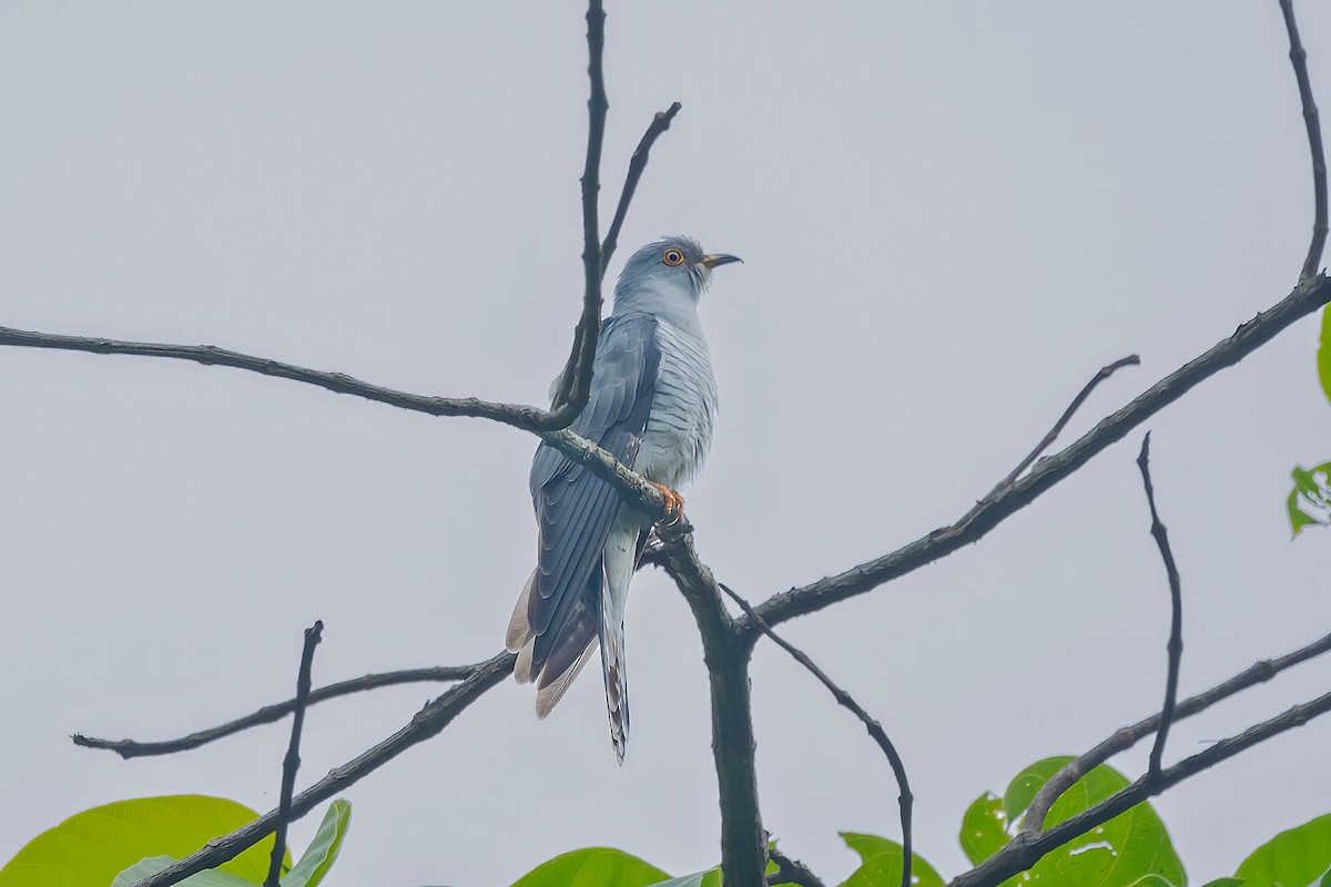 Common Cuckoo - ML564349701