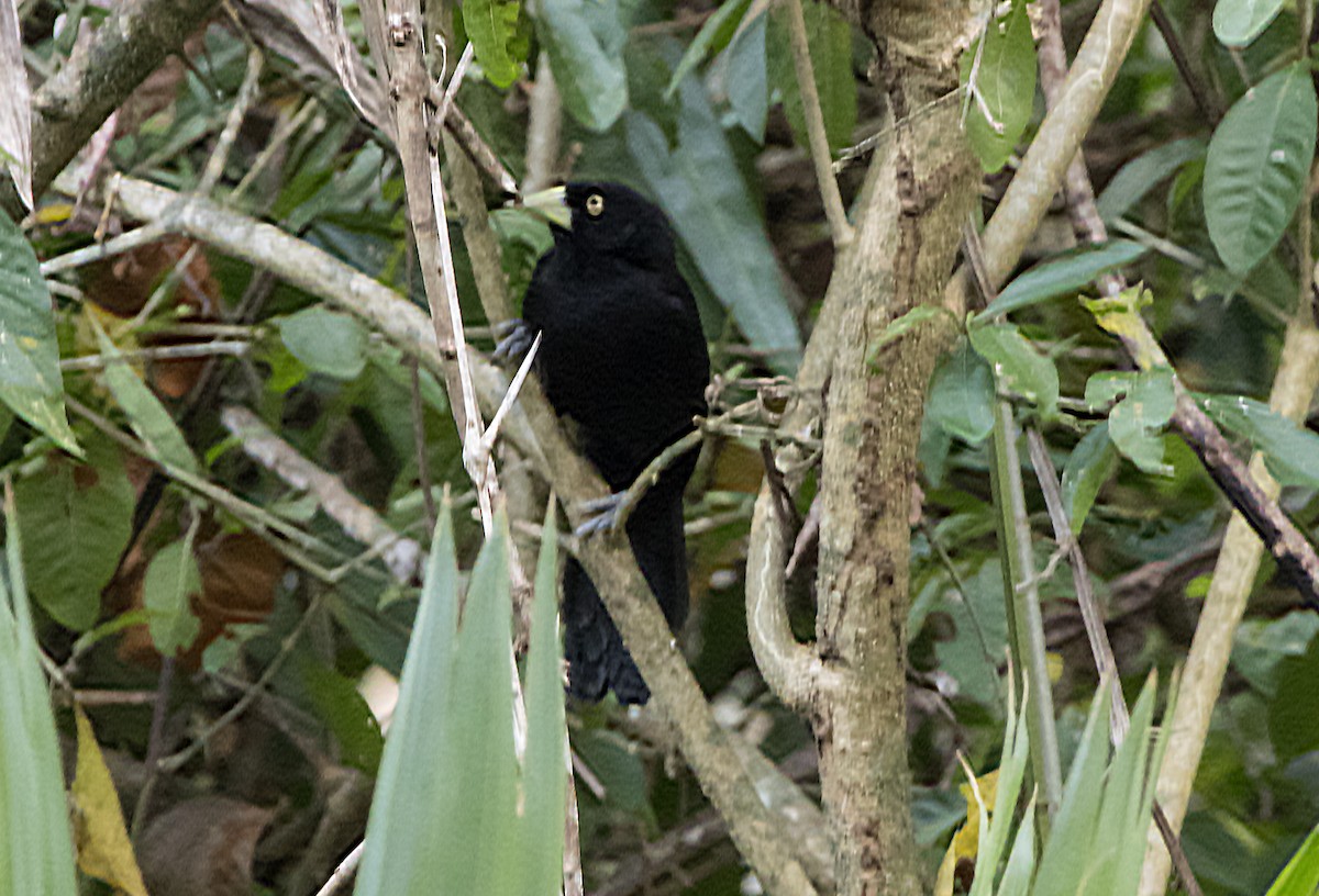 Yellow-billed Cacique - ML564349991