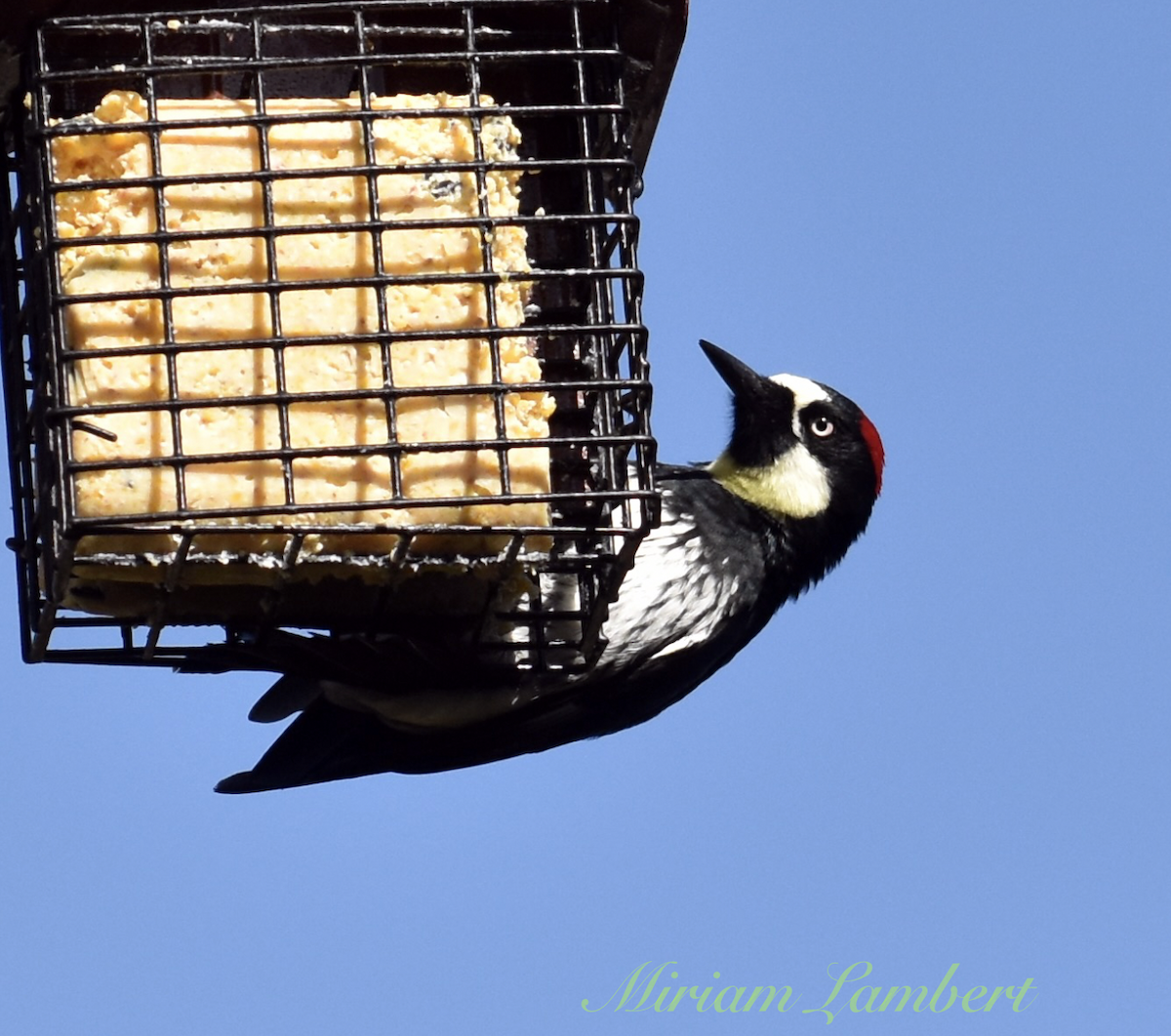 啄木鳥科 - ML564350401