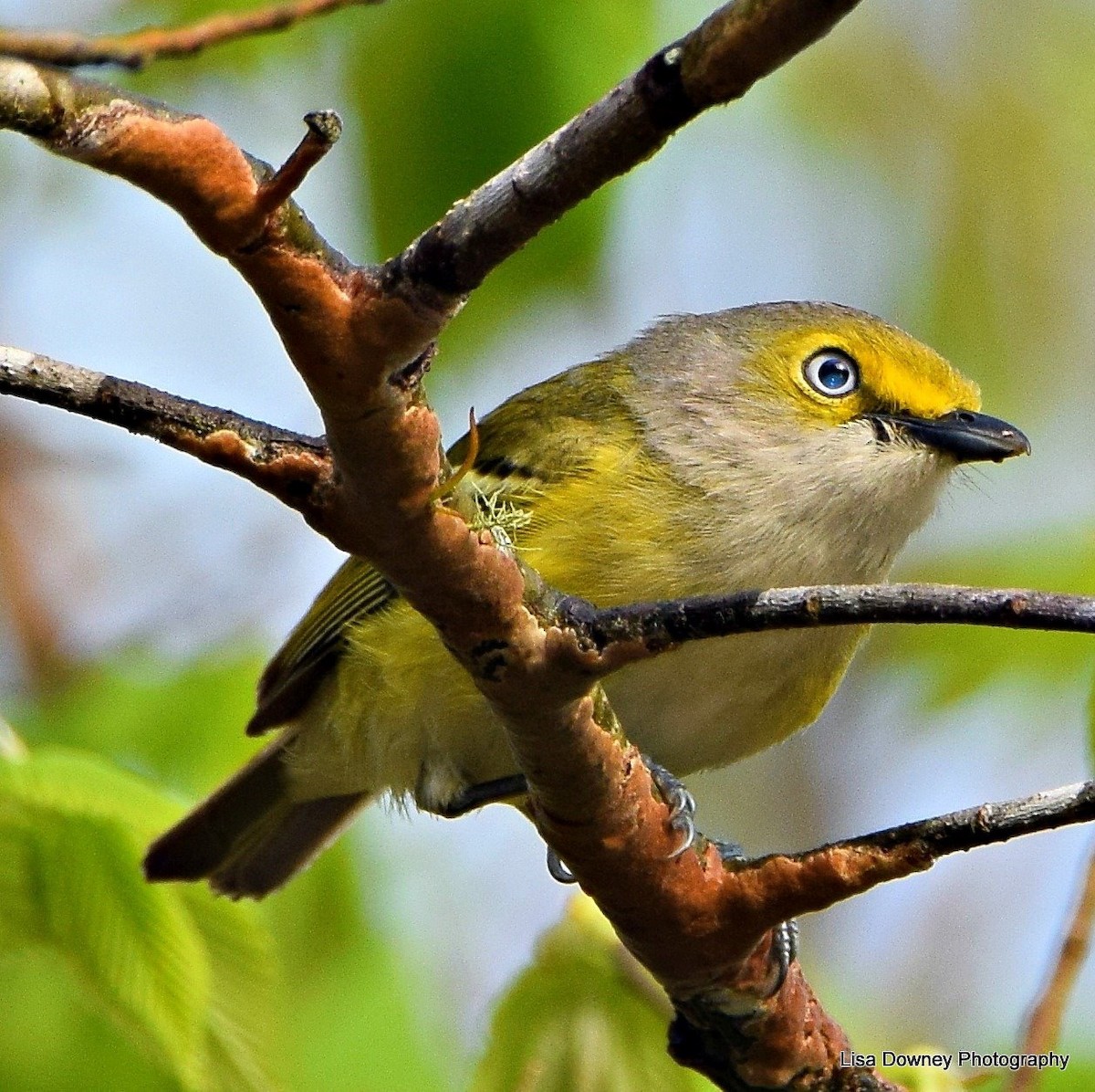 White-eyed Vireo - ML564351111