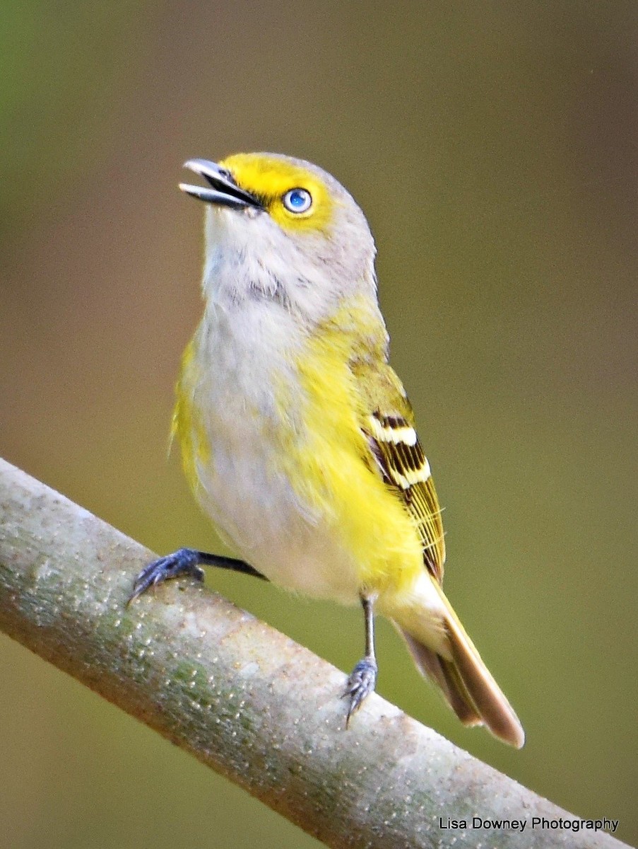 White-eyed Vireo - ML564351131