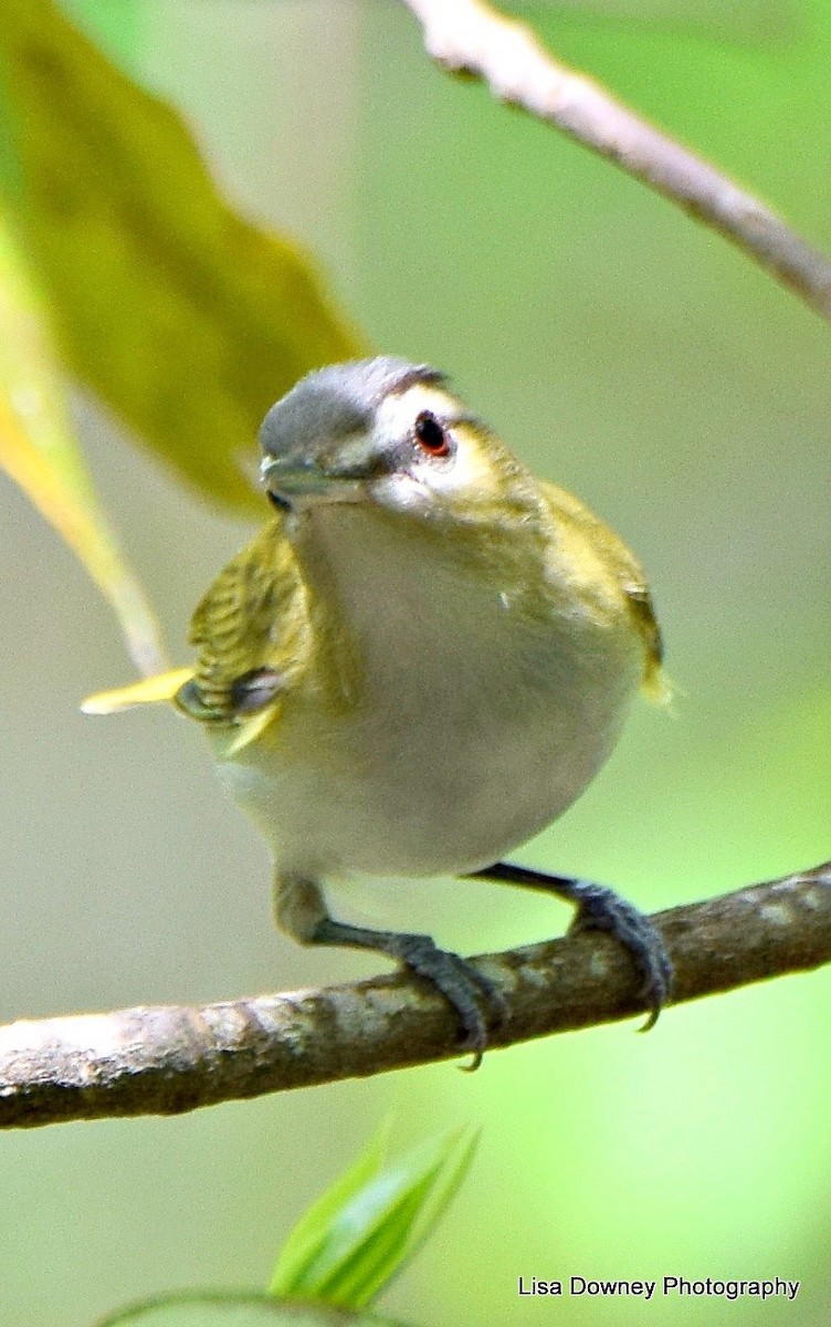 Red-eyed Vireo - ML564351371