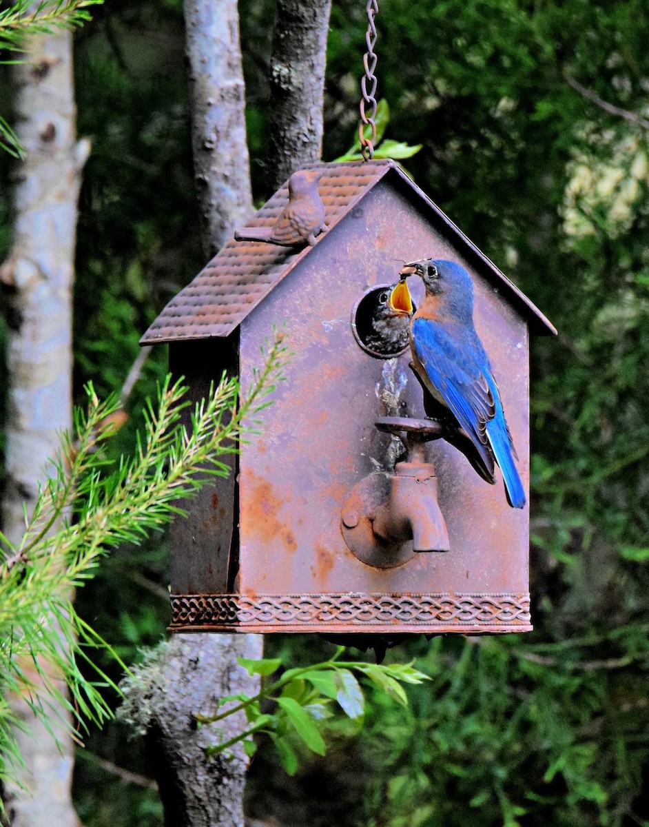 Eastern Bluebird - ML564351601