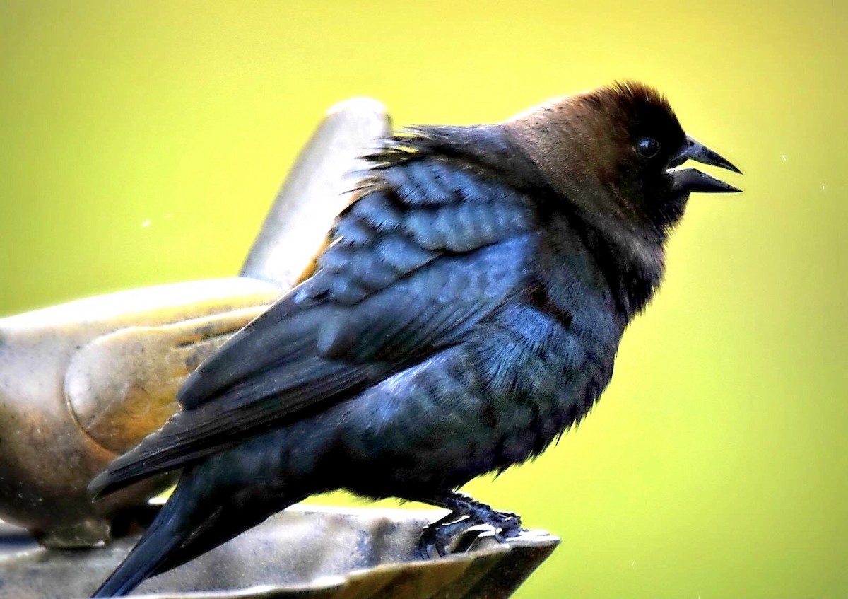 Brown-headed Cowbird - ML564351741