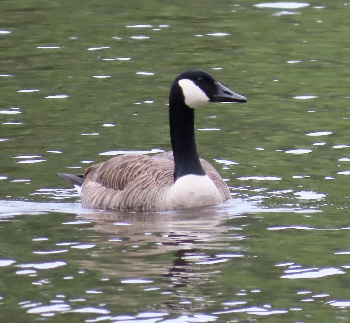 Canada Goose - ML564351801