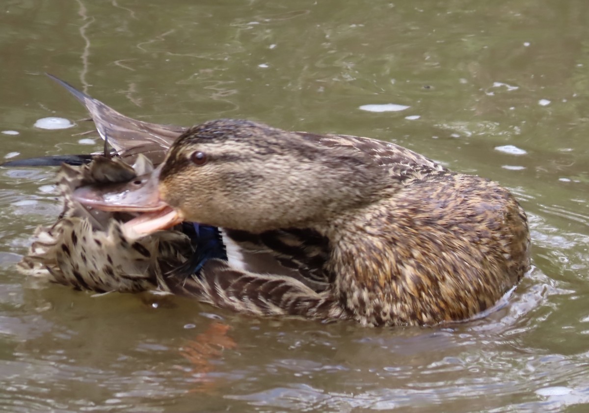 Mallard - ML564351901