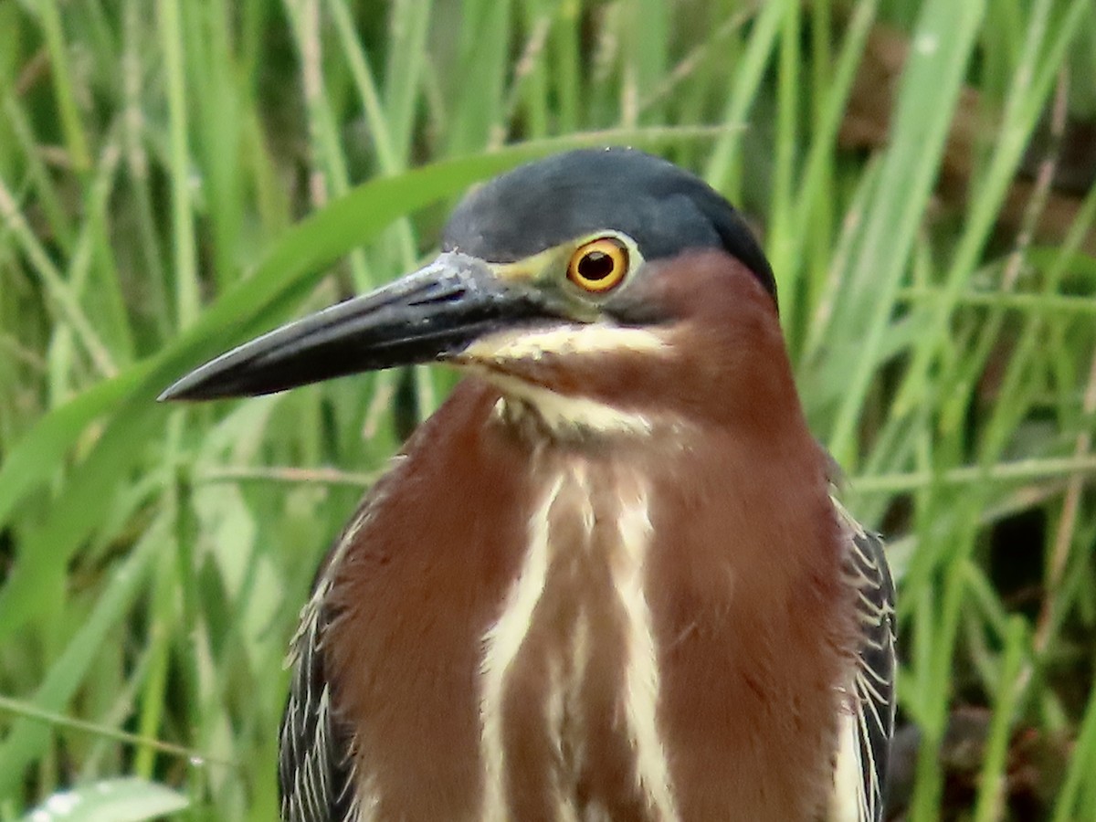 Green Heron - ML564352201