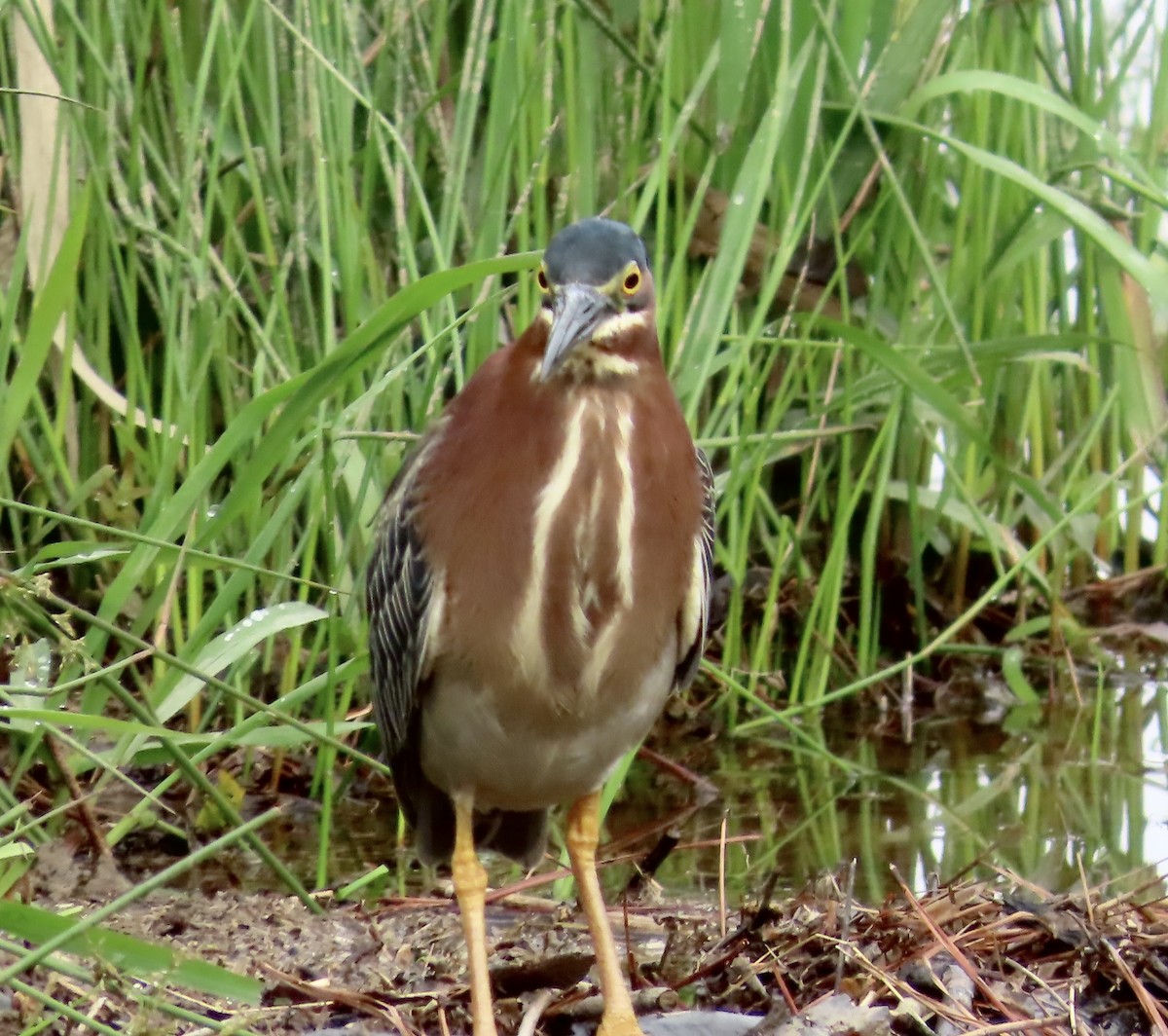 Green Heron - ML564352211