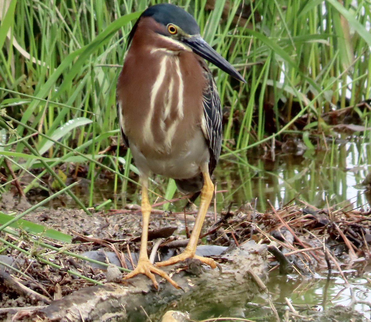 Green Heron - ML564352221