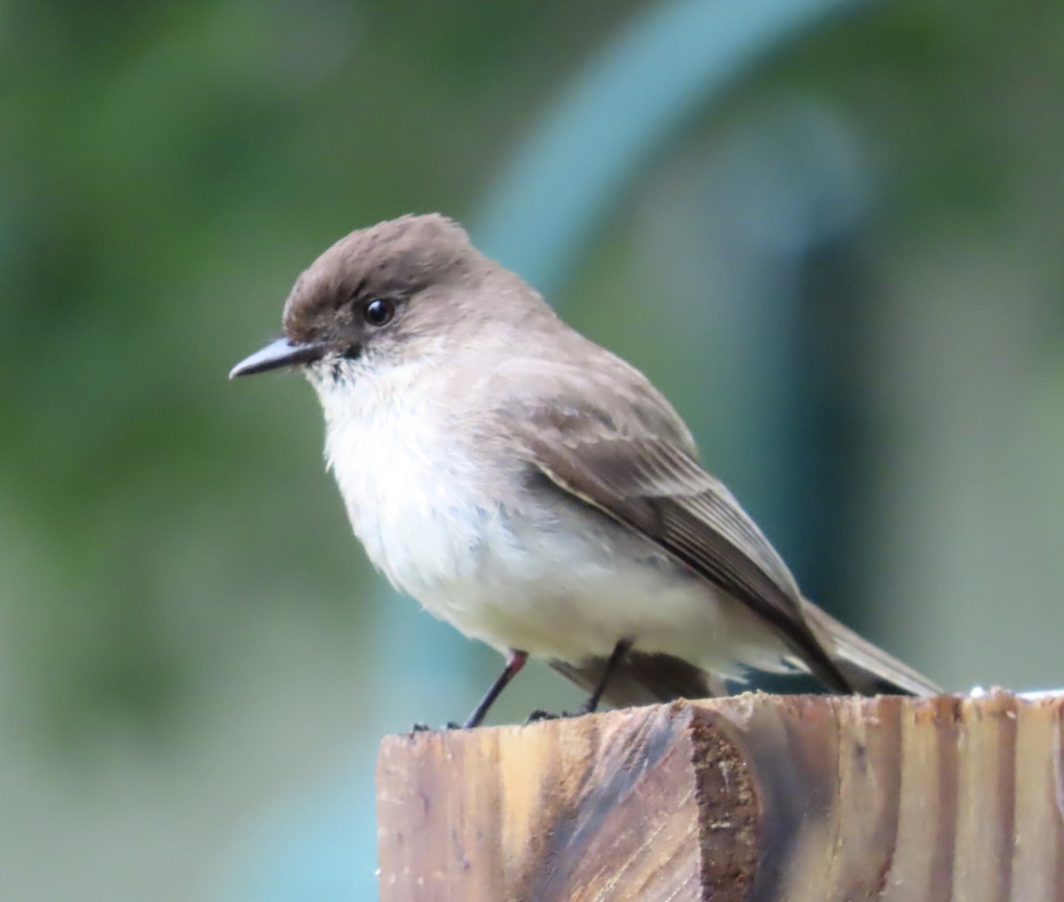 Eastern Phoebe - ML564352311