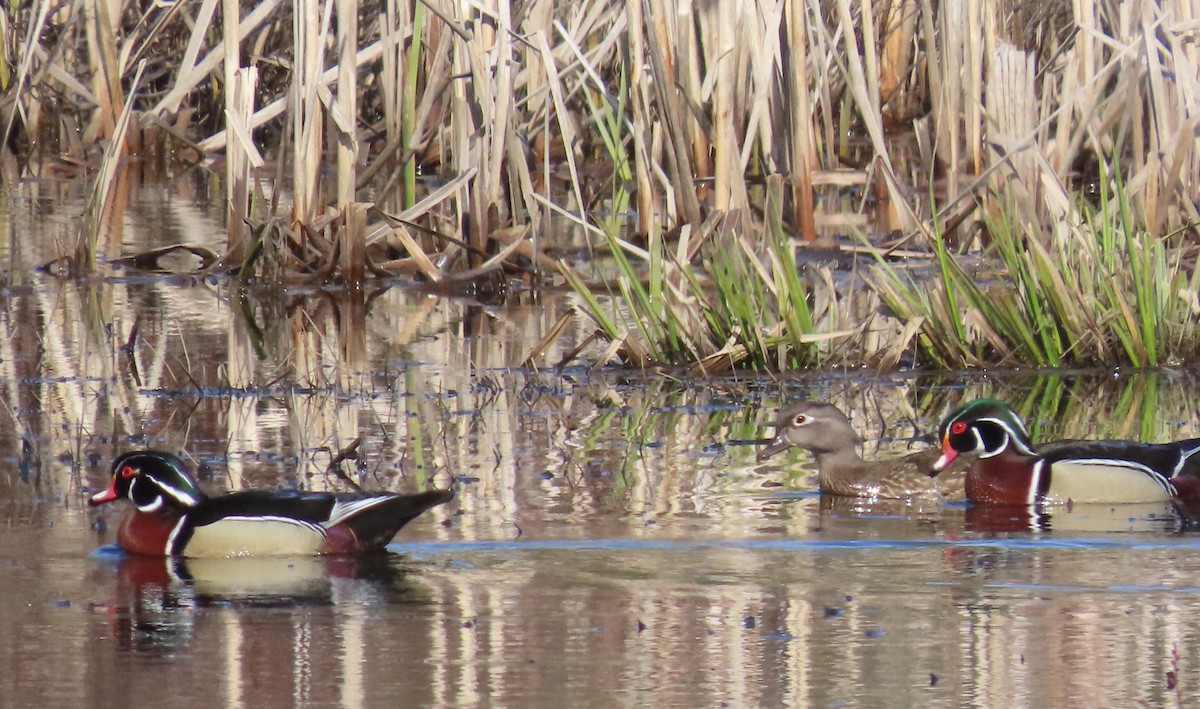 Wood Duck - Christine Stevens