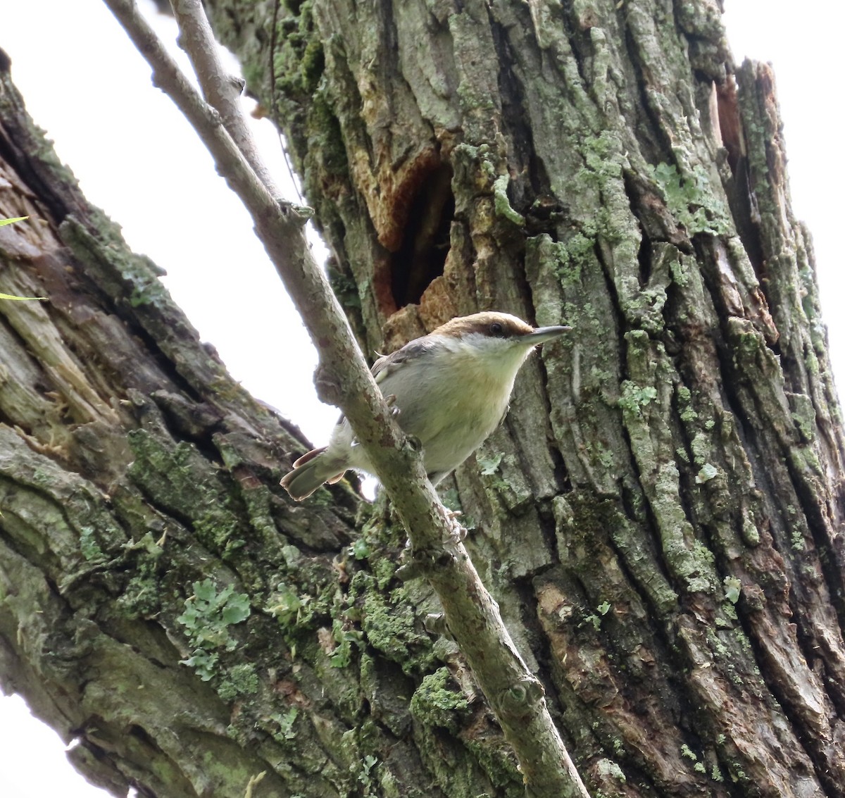 Brown-headed Nuthatch - ML564352541