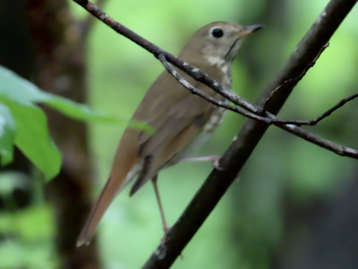 Hermit Thrush - ML564352731