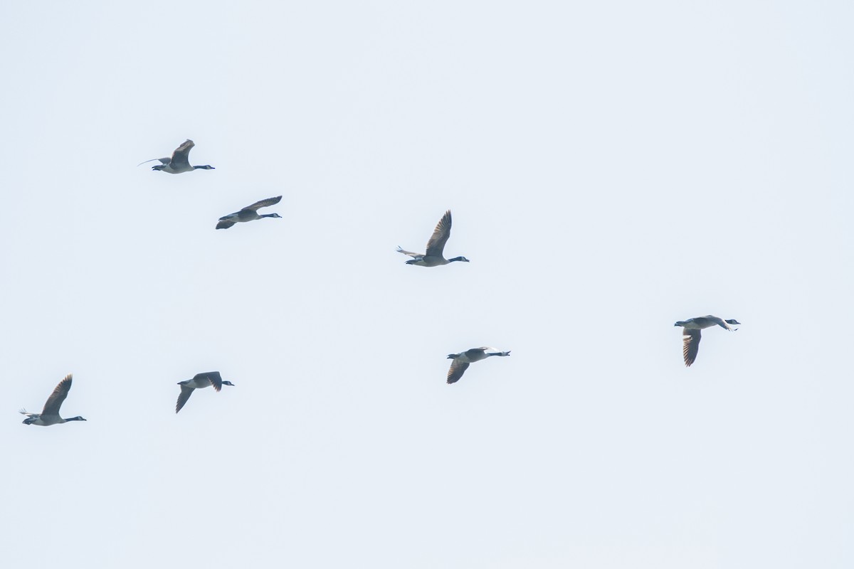 Canada Goose - Jeff Hullstrung