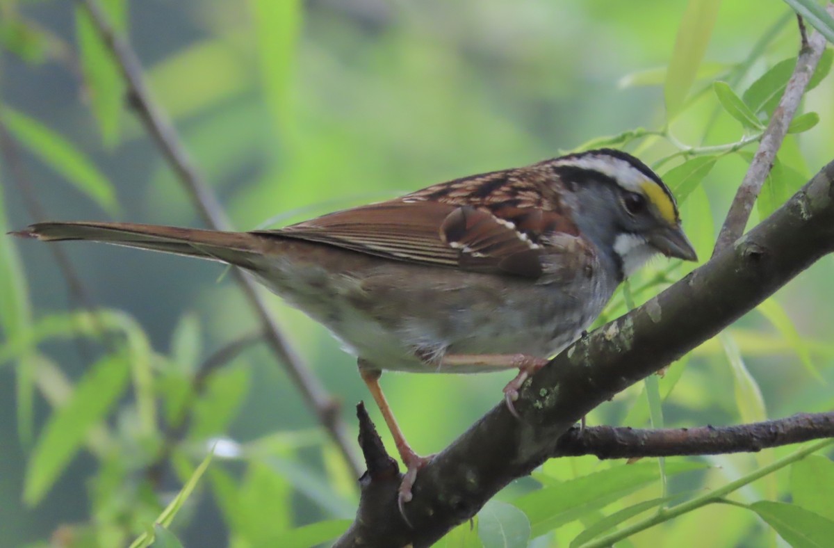 White-throated Sparrow - ML564352871