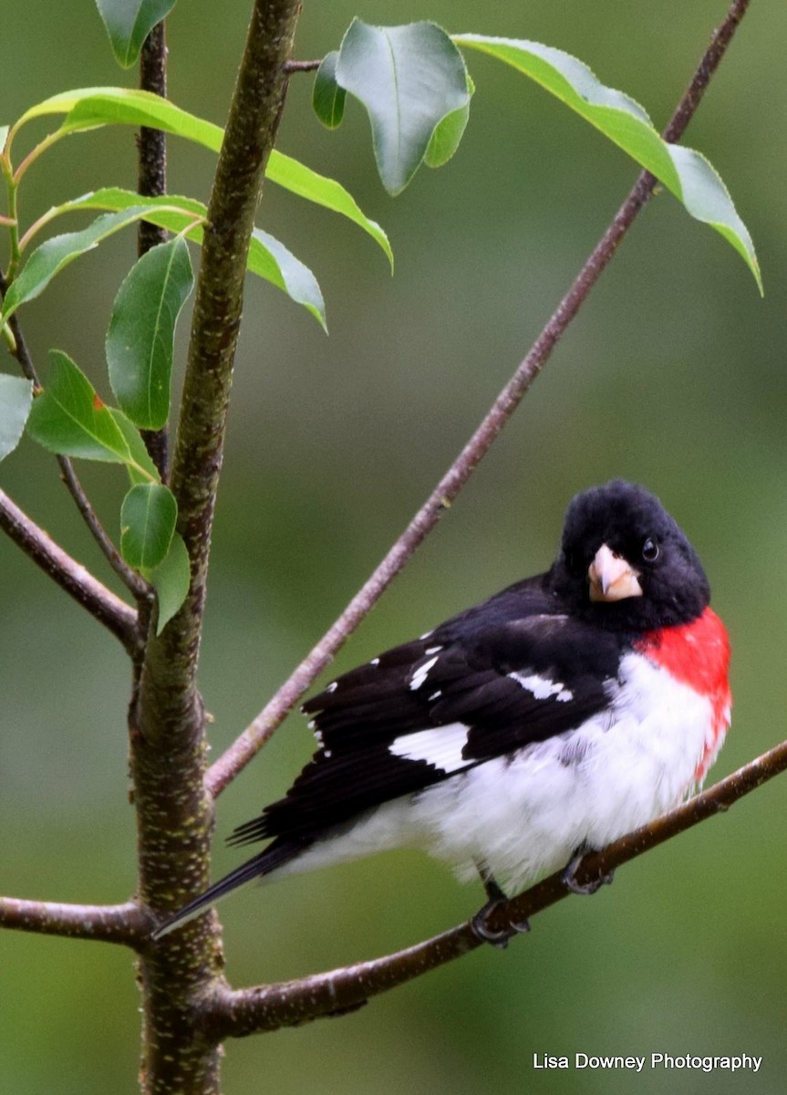 Rose-breasted Grosbeak - ML564352901