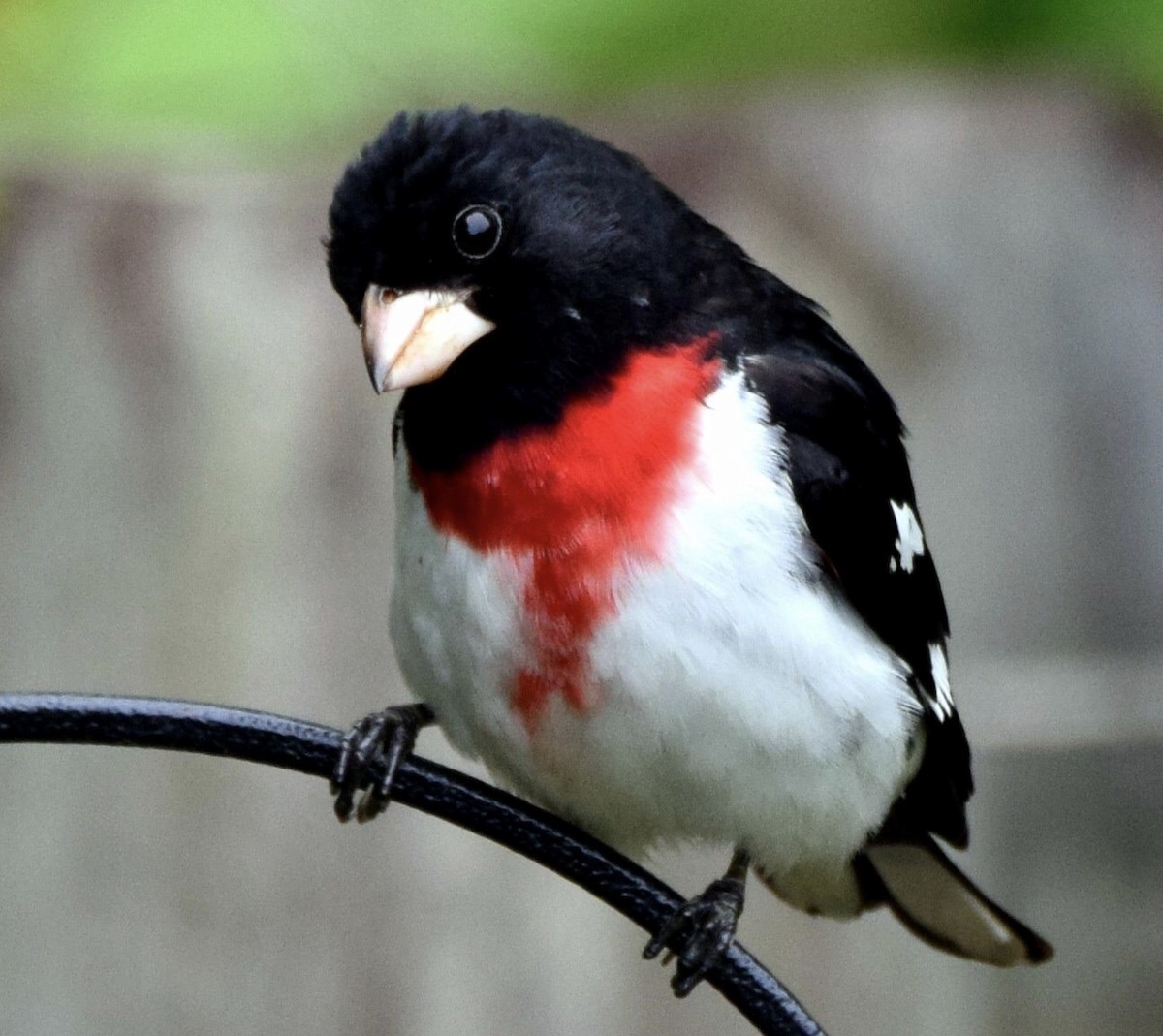 Rose-breasted Grosbeak - ML564352911