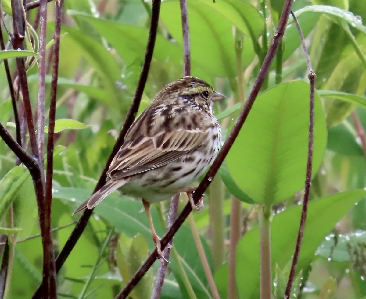 Savannah Sparrow - ML564352941