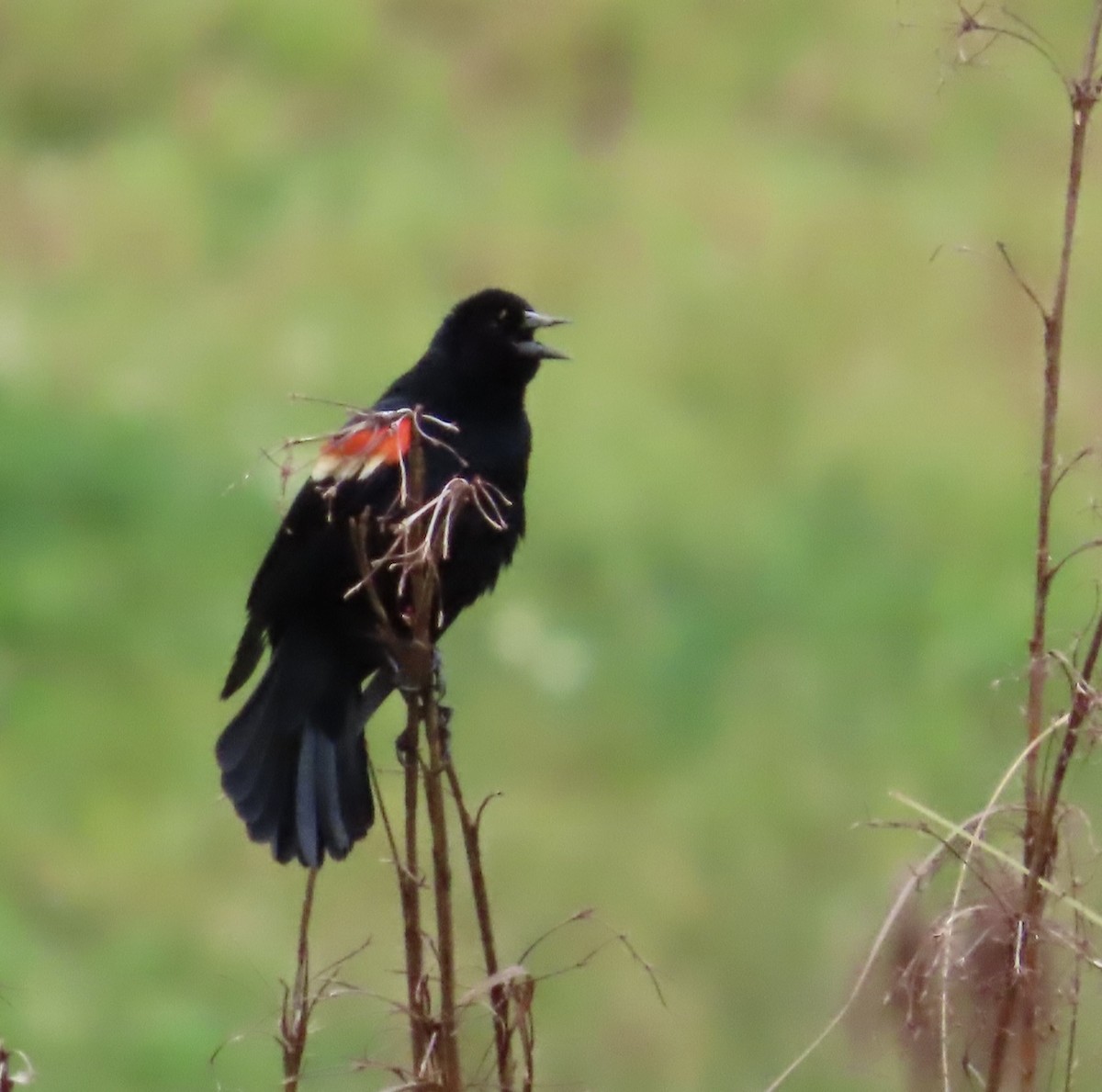 Red-winged Blackbird - ML564353051