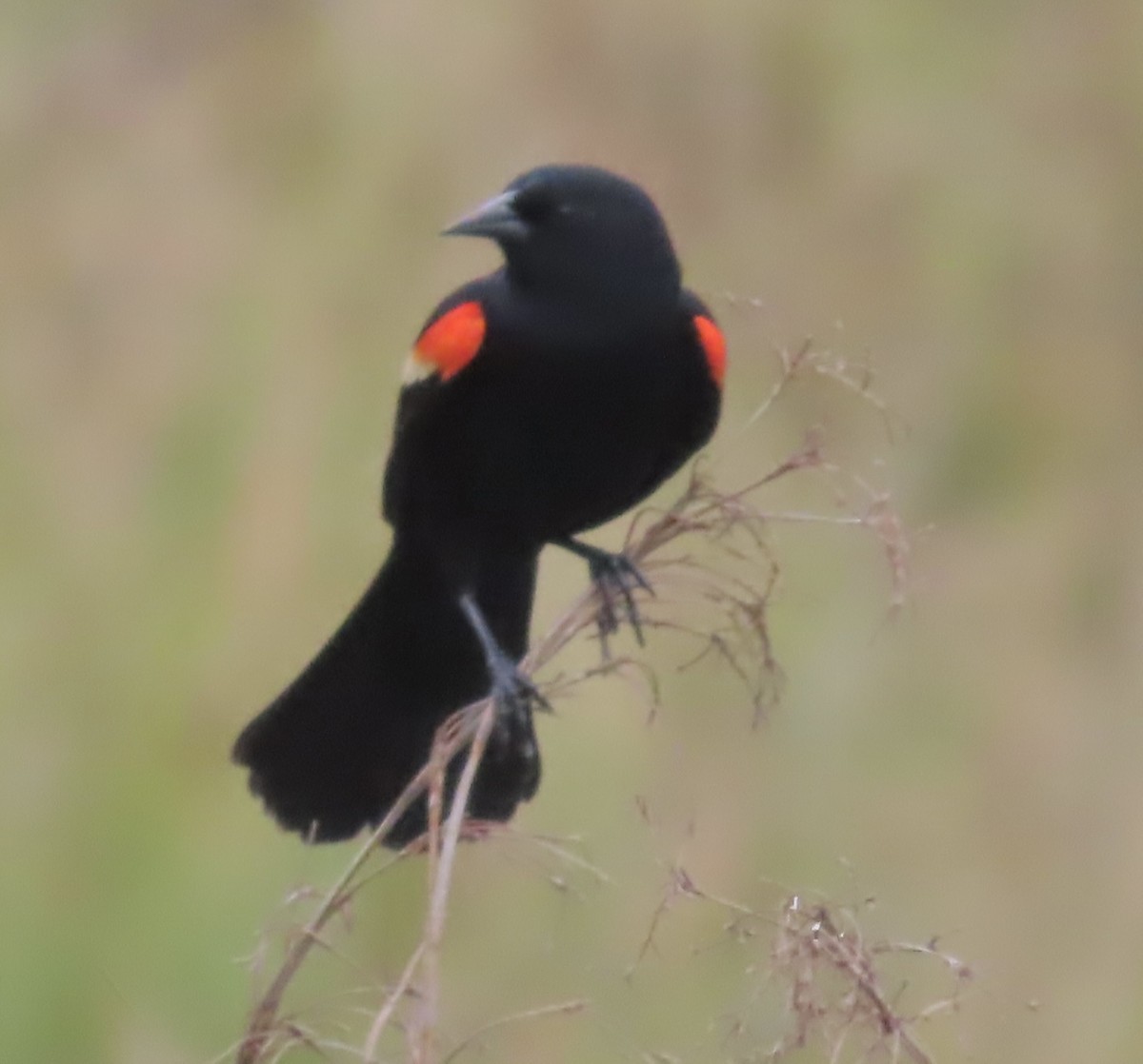 Red-winged Blackbird - ML564353061