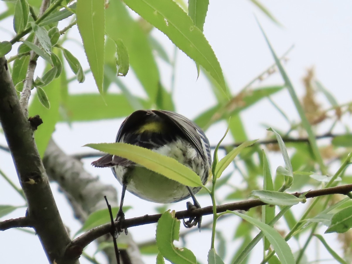 Yellow-rumped Warbler - Lawrence Zoller