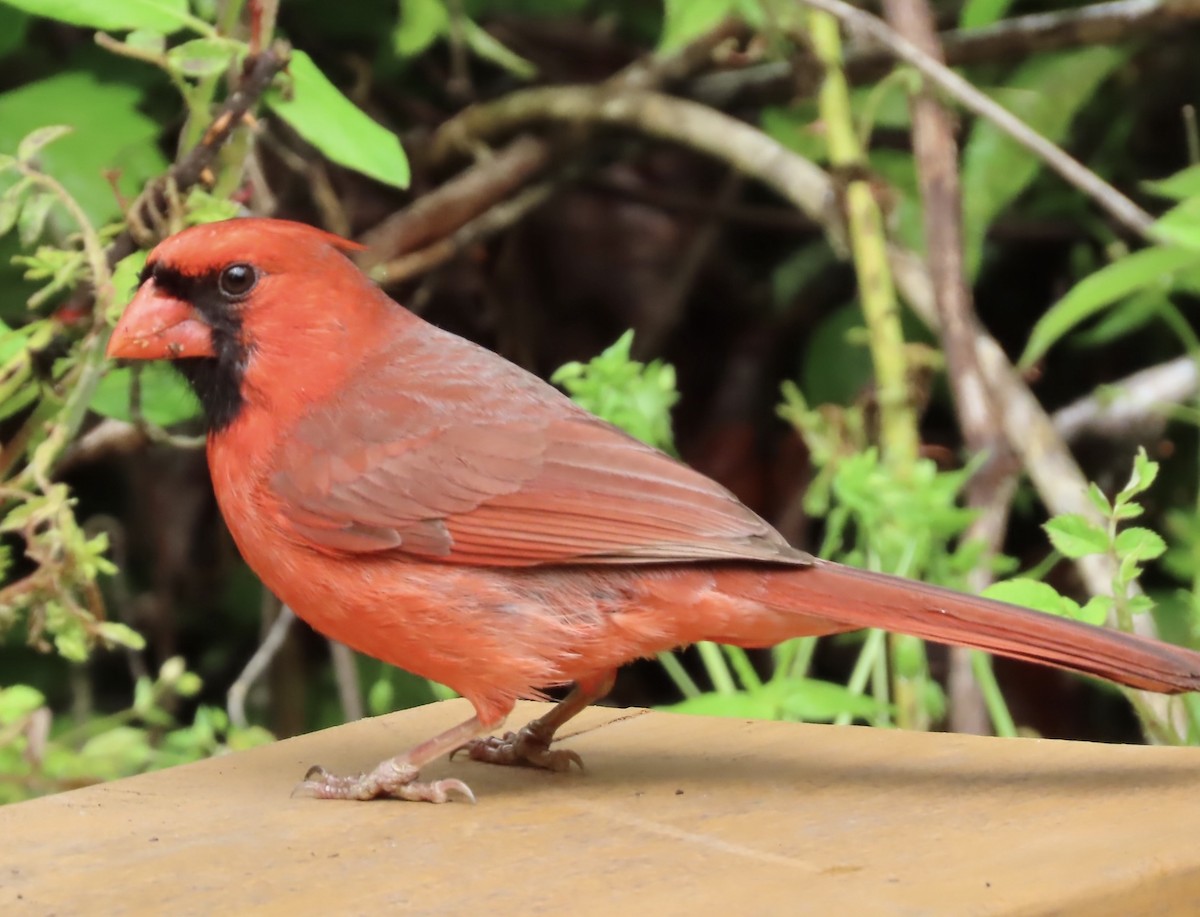 Northern Cardinal - ML564353201