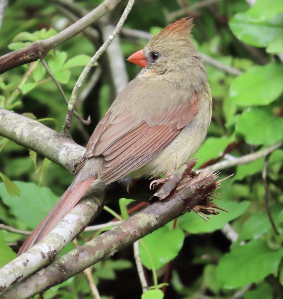 Northern Cardinal - ML564353211