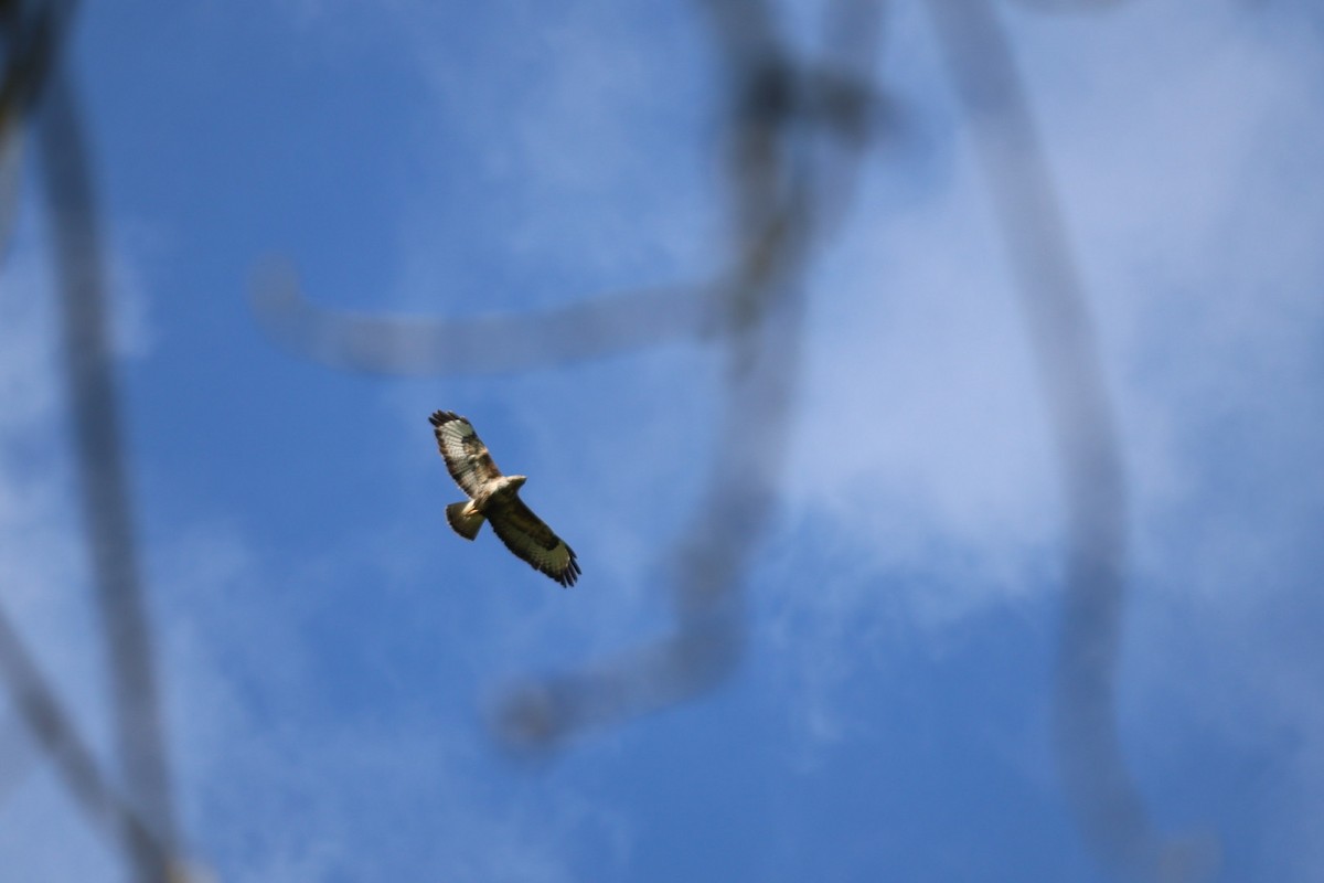 Common Buzzard - ML564354111