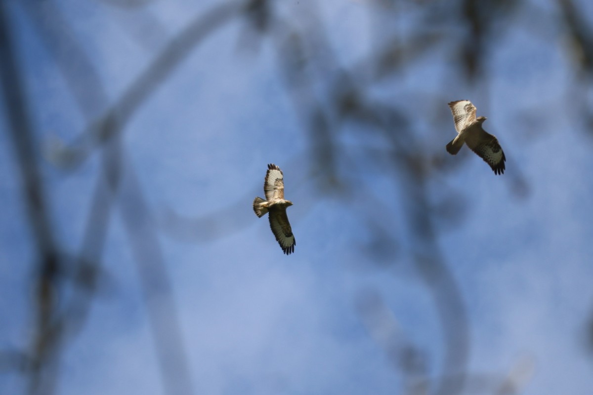 Common Buzzard - ML564354121