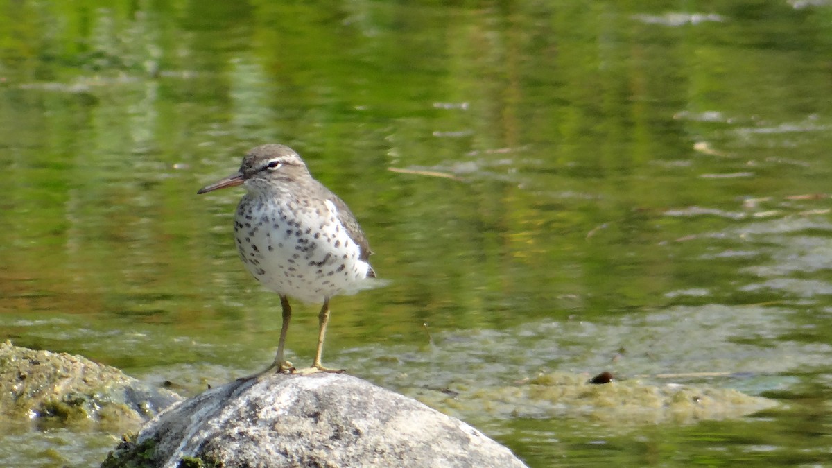 Spotted Sandpiper - ML56435471