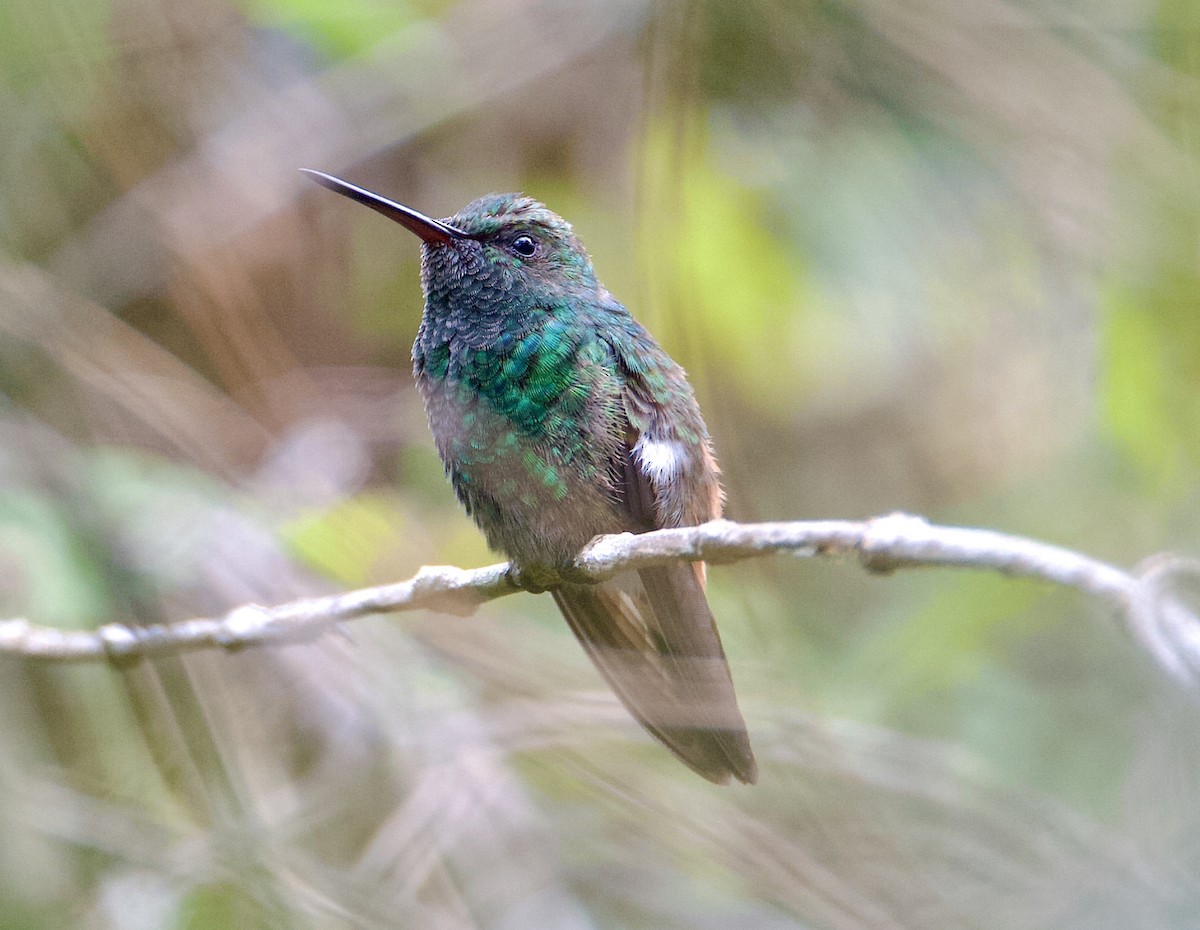 Copper-rumped Hummingbird - Joseph Tobias