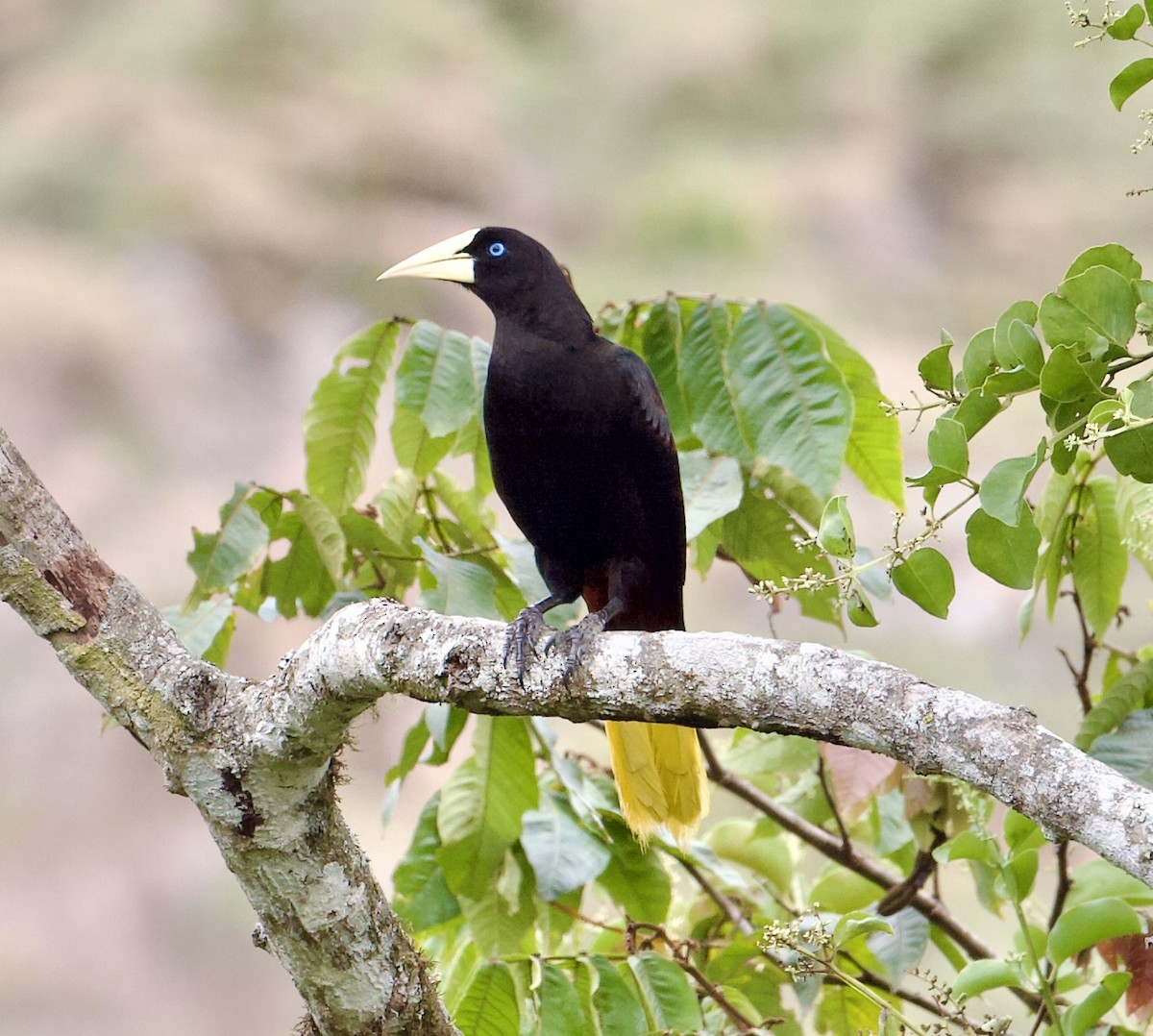 Crested Oropendola - ML564356481