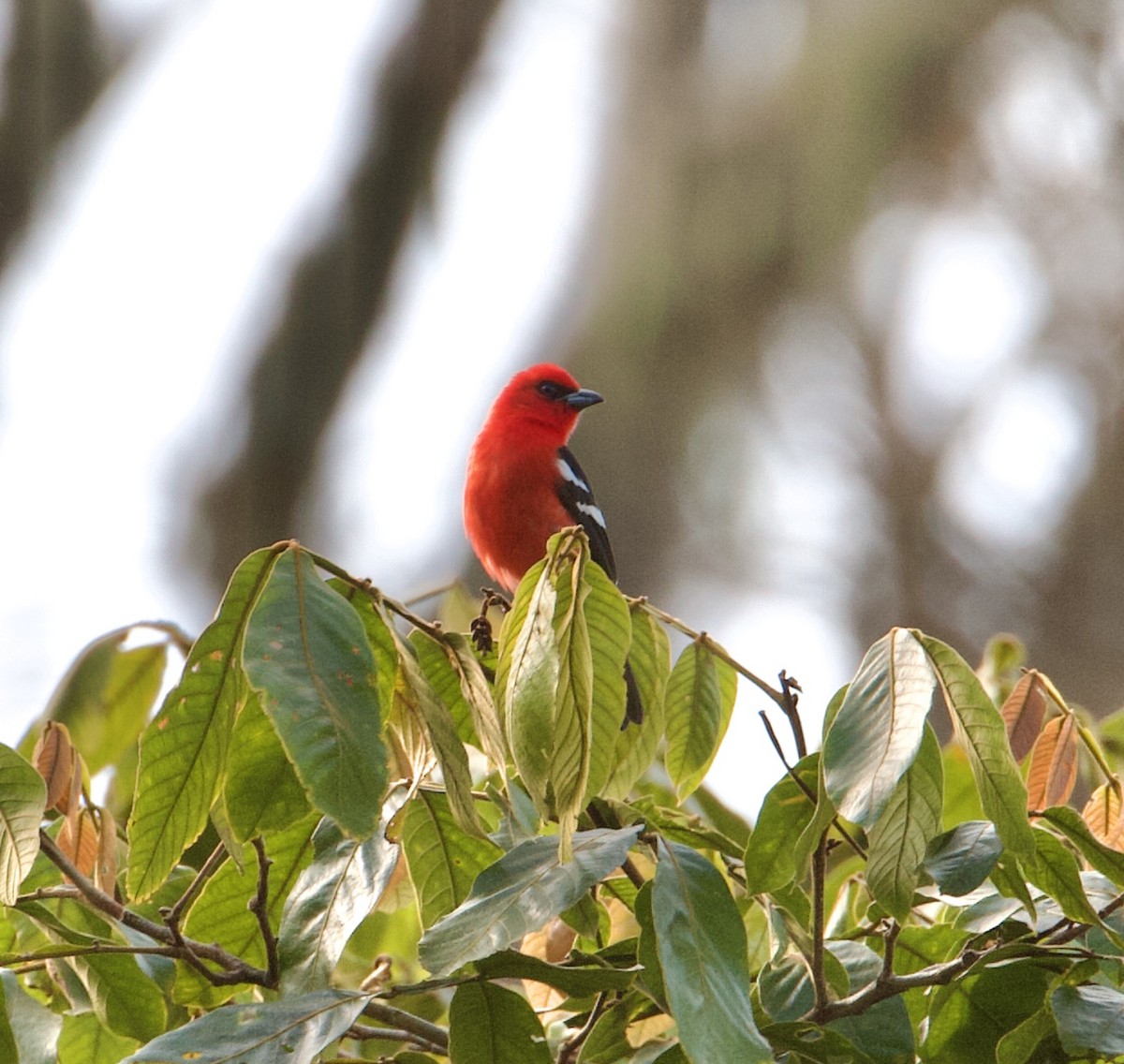 White-winged Tanager - ML564356511