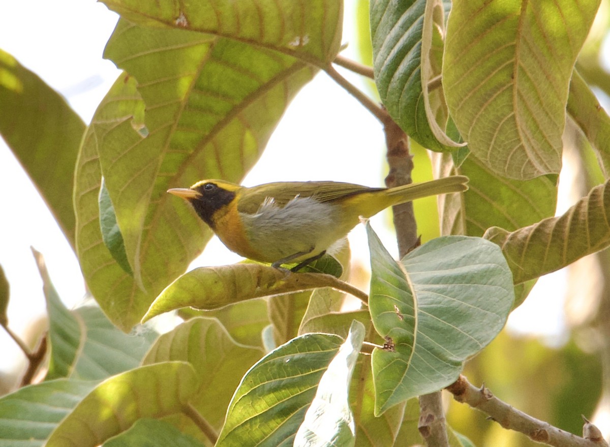 Guira Tanager - ML564356531