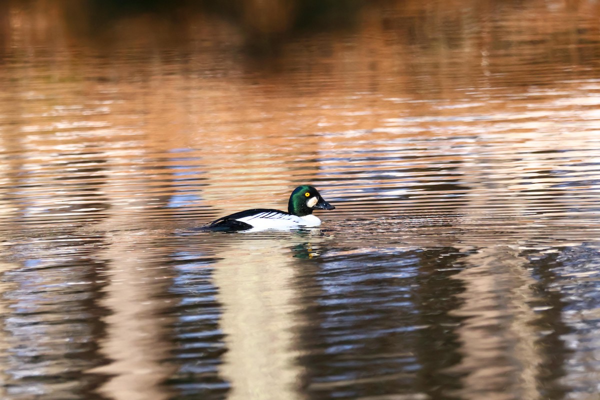 Common Goldeneye - ML564358301