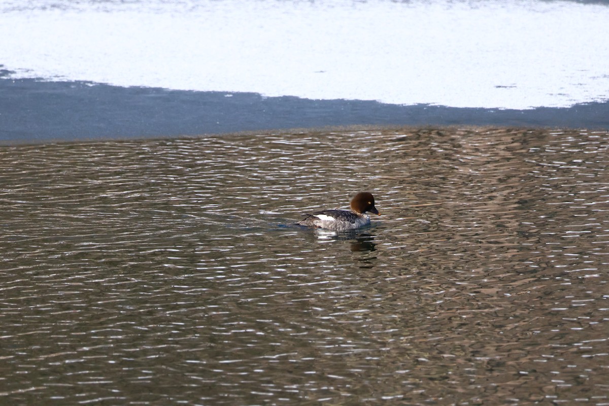 Common Goldeneye - ML564358421