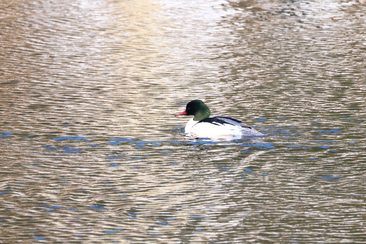 Common Merganser - ML564358451