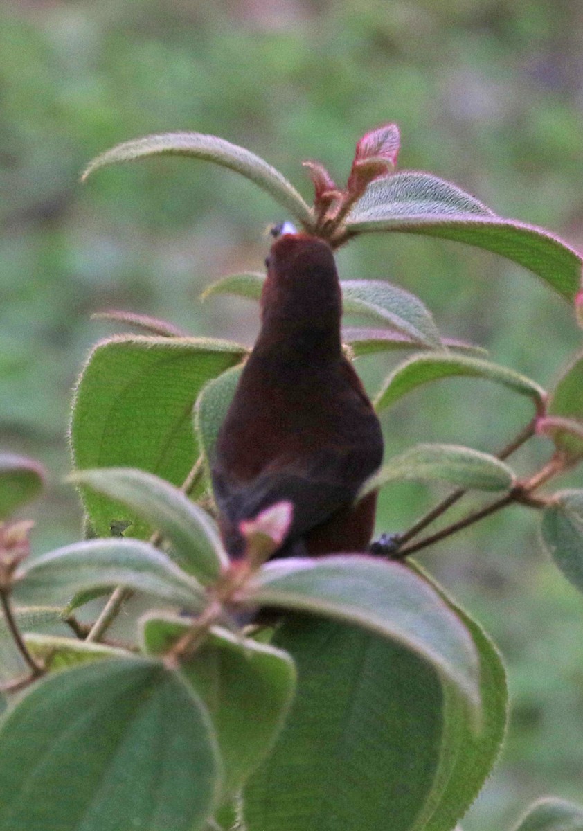 Red-crowned Ant-Tanager - ML564358781